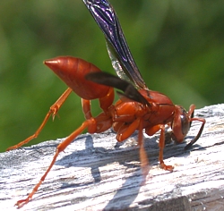 red wasp